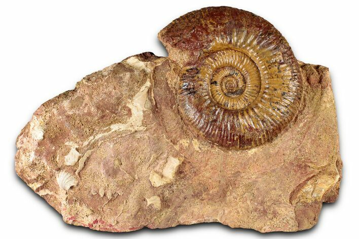 Jurassic Ammonite Fossil - Sengenthal, Germany #326708